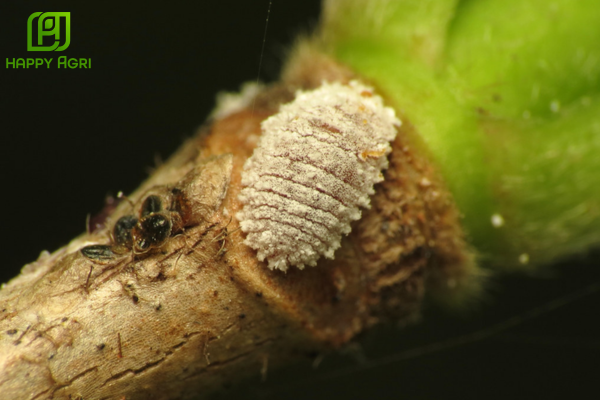 Câu hỏi thường gặp