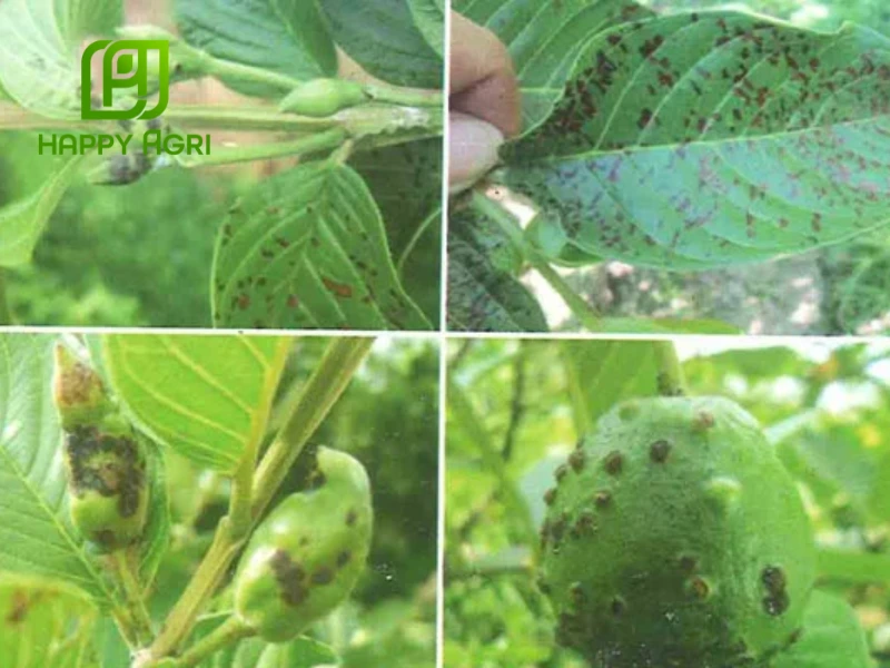 kỹ thuật trồng ổi