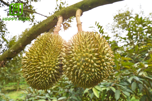 Công dụng của Phân bón vi lượng GNC17 hiệu COMBI MIX LIQUID