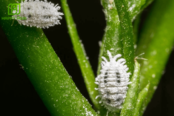 Lựa chọn hoạt chất lưu dẫn "mát cây" và chọn lọc