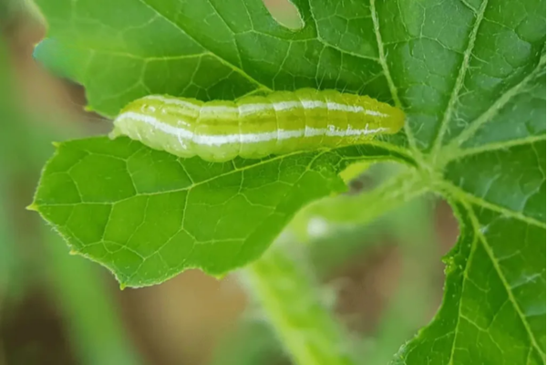 Công dụng của thuốc trừ sâu CHAPYR 12SC Hiệu EMAPYR 120