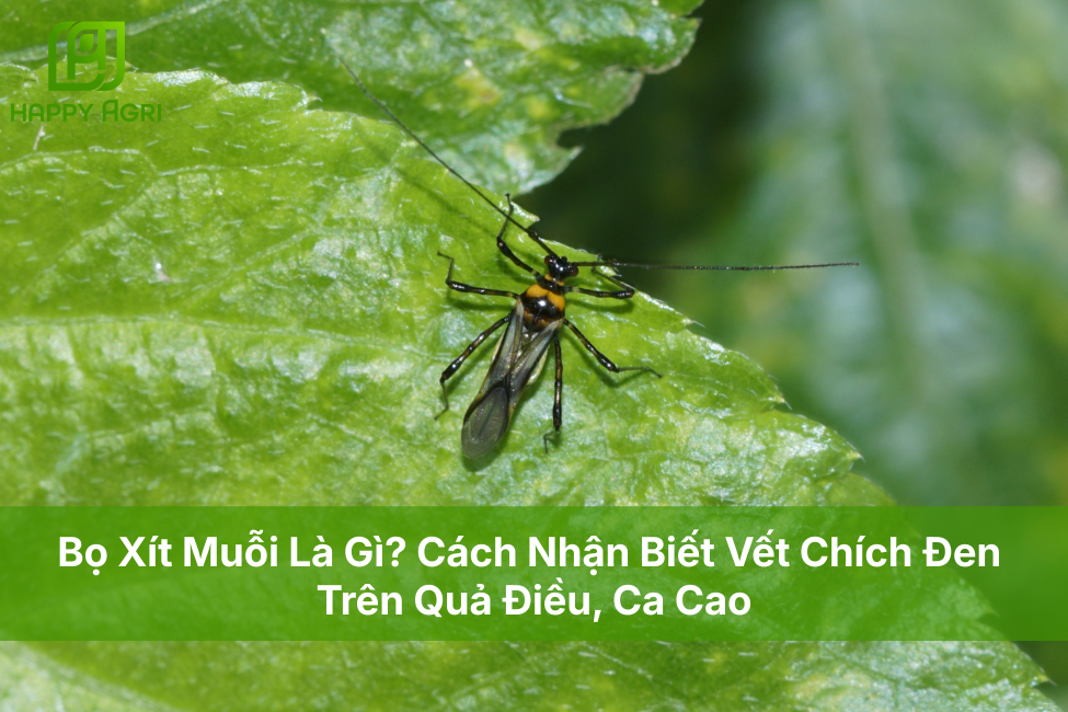 Bọ Xít Muỗi Là Gì? Cách Nhận Biết Vết Chích Đen Trên Quả Điều, Ca Cao