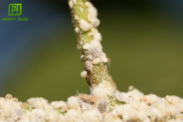 Rệp sáp cà phê là gì? Kẻ hút nhựa âm thầm