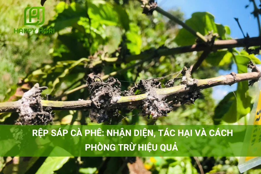 # Rệp Sáp Cà Phê: Nhận Diện, Tác Hại Và Cách Phòng Trừ Hiệu Quả 