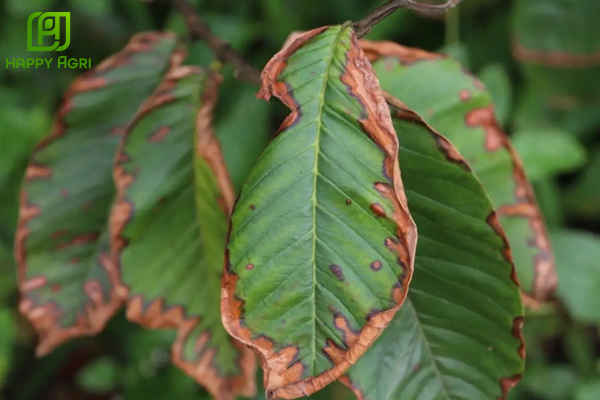 Bản chất gây "nóng" của thuốc sâu dạng nhũ dầu (EC)