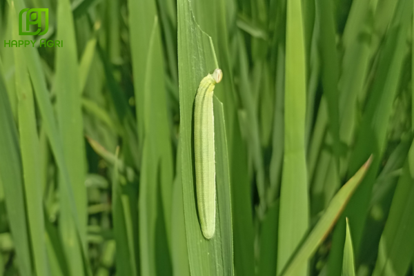 Công dụng của thuốc trừ sâu BẠCH TƯỢNG 64EC (EMANI 640)