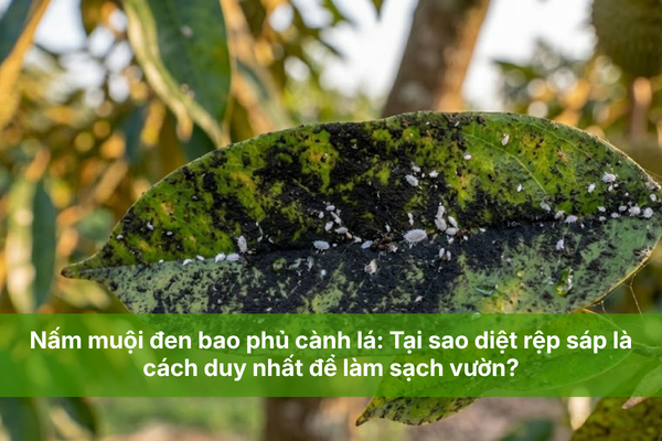 Nấm muội đen bao phủ cành lá: Tại sao diệt rệp sáp là cách duy nhất để làm sạch vườn?