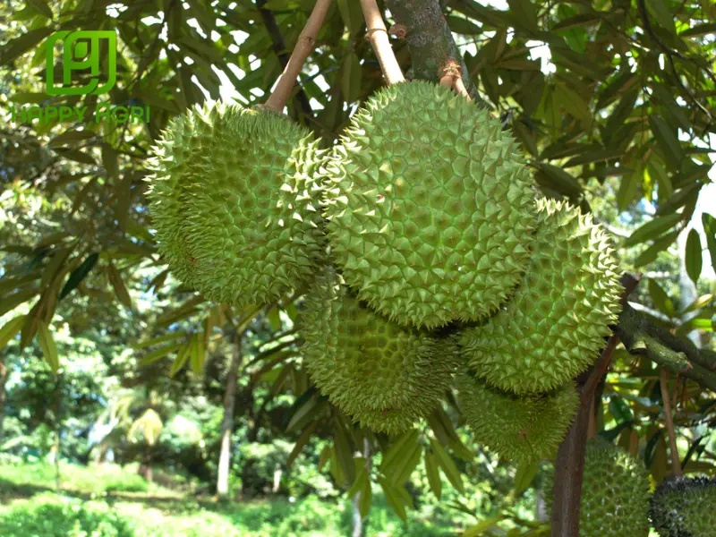 chăm sóc sầu riêng giai đoạn nuôi trái​