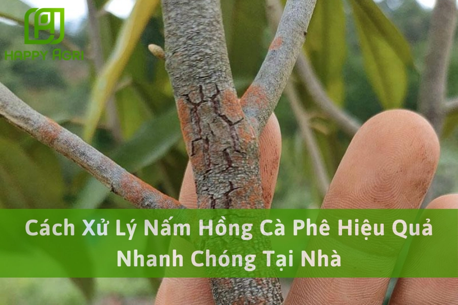Cách Xử Lý Nấm Hồng Cà Phê Hiệu Quả Nhanh Chóng Tại Nhà