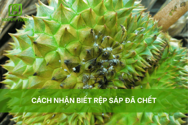 CÁCH NHẬN BIẾT RỆP SÁP ĐÃ CHẾT