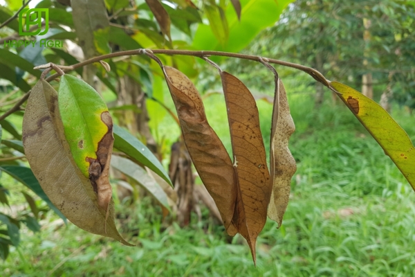 Cháy lá do nấm thán thư sầu riêng