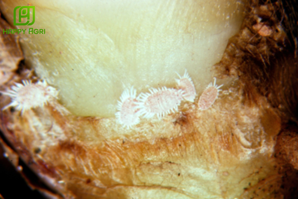 Rệp sáp là gì? "Liên minh" gây hại tinh vi