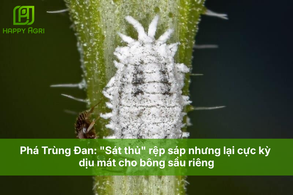 Phá Trùng Đan: "Sát thủ" rệp sáp nhưng lại cực kỳ dịu mát cho bông sầu riêng