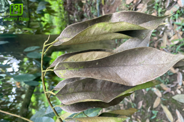 Câu hỏi thường gặp 