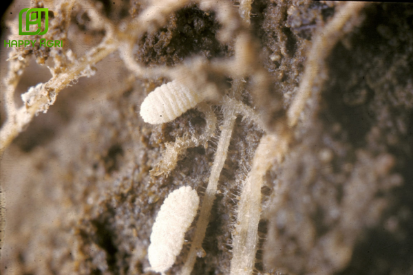  Rệp sáp hại rễ là gì? "Pháo đài" bí mật dưới lòng đất