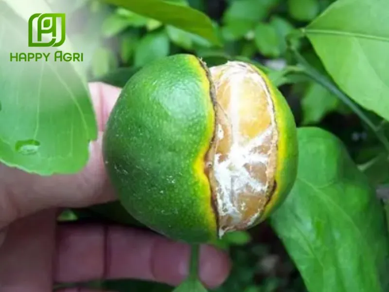 Chống nứt trái