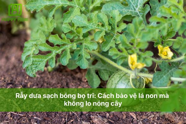 Rẫy dưa sạch bóng bọ trĩ: Cách bảo vệ lá non mà không lo nóng cây.