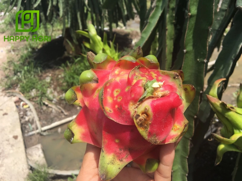 Quy trình quản lý tổng hợp bệnh đốm nâu trên thanh long