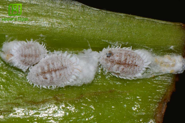 Câu hỏi thường gặp (FAQ)