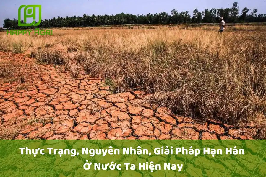 Thực Trạng, Nguyên Nhân, Giải Pháp Hạn Hán Ở Nước Ta Hiện Nay