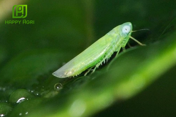 Công dụng Thuốc trừ sâu rầy Anvado 700WG