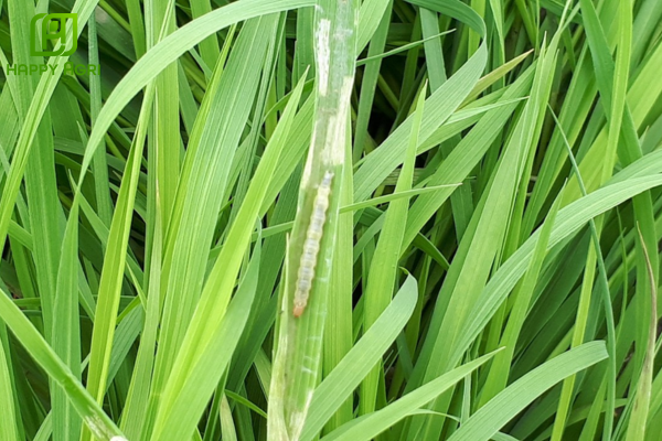 Công dụng của Thuốc trừ sâu REP PLAY 75WP hiệu HAMA 750