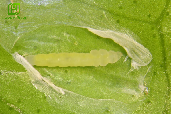 Câu hỏi thường gặp