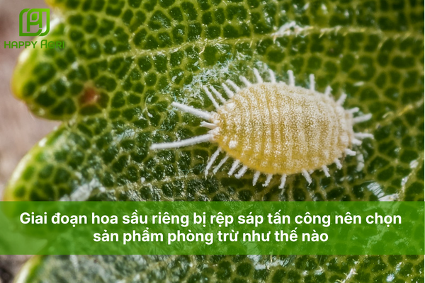 Giai đoạn hoa sầu riêng bị rệp sáp tấn công nên chọn sản phẩm phòng trừ như thế nào 
