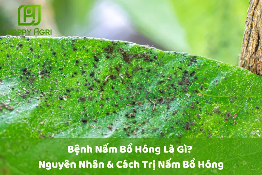 # Bệnh Nấm Bồ Hóng Là Gì? Nguyên Nhân & Cách Trị Nấm Bồ Hóng