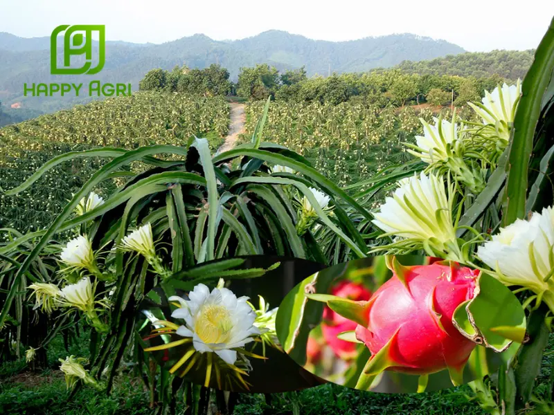 kỹ thuật trồng thanh long