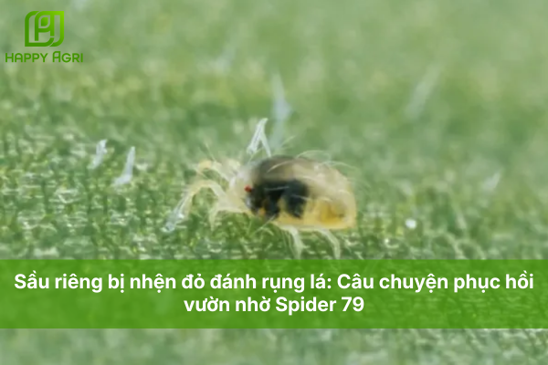 Sầu riêng bị nhện đỏ đánh rụng lá: Câu chuyện phục hồi vườn nhờ Spider 79