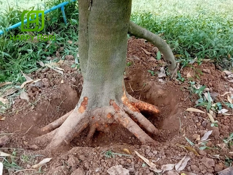 Các yếu tố ảnh hưởng đến bộ rễ cây sầu riêng