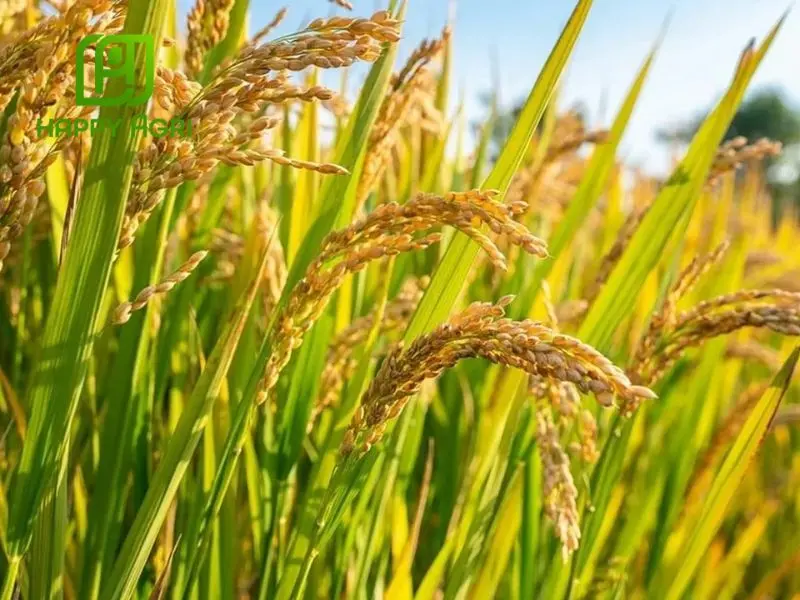Lợi ích khi lựa chọn sản phẩm từ Happy Agri