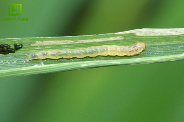 Ưu tiên giải pháp Sinh học và Công nghệ "Mát cây - Sạch đất"