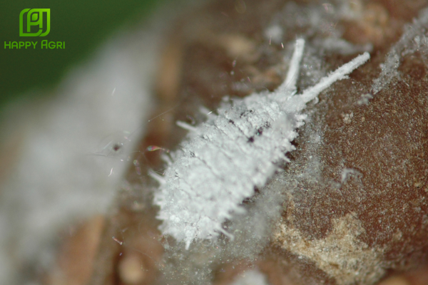 Tìm hiểu về rệp sáp và hiểm họa đối với trái non sầu riêng