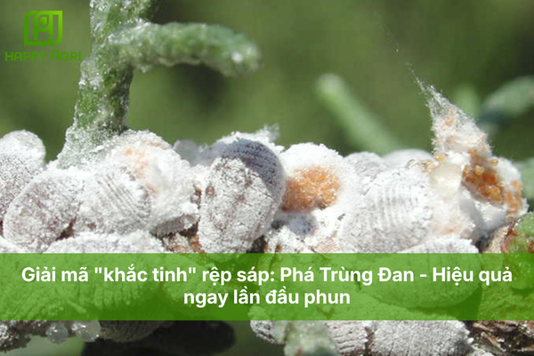 Giải mã "khắc tinh" rệp sáp: Phá Trùng Đan - Hiệu quả ngay lần đầu phun