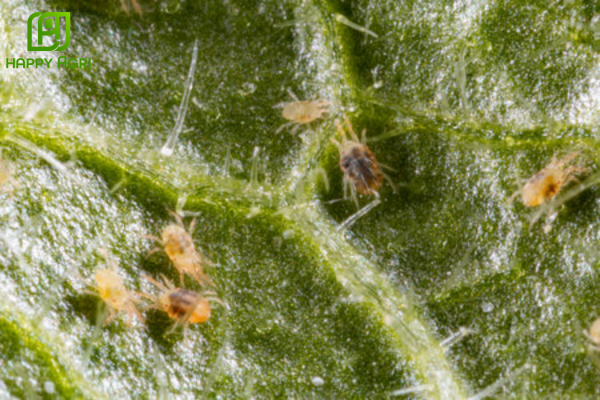 Câu hỏi thường gặp