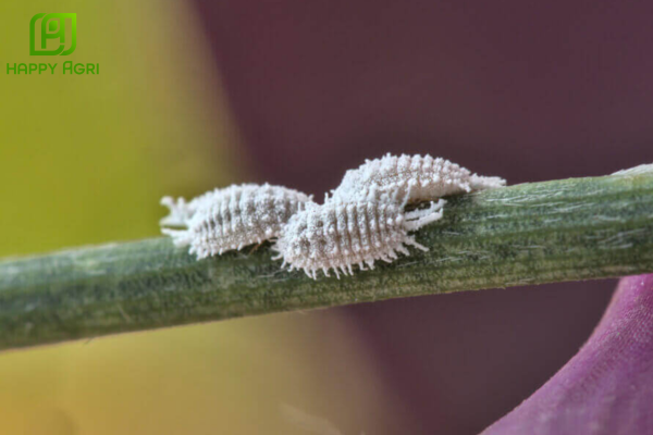 Câu hỏi thường gặp