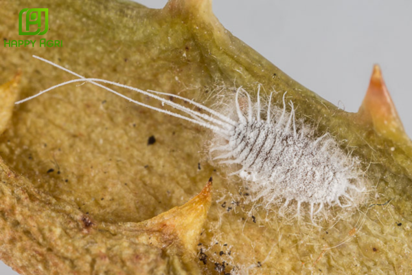 Rệp sáp là gì? "Kẻ hút máu" cứng đầu trên sầu riêng