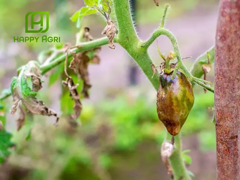 Thành phần CYPDIME (558) 10EC hiệu Báo Thử Xông Phá