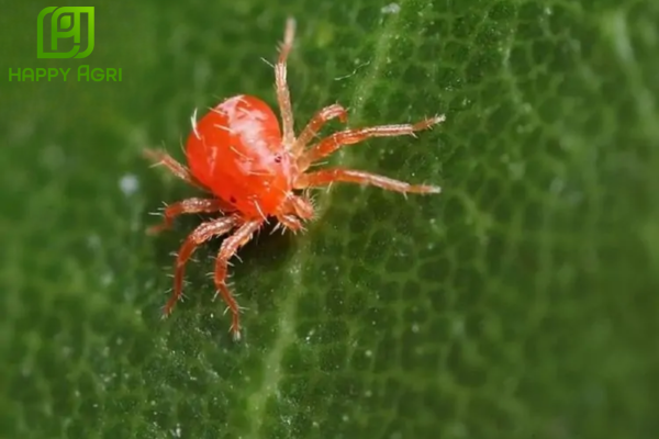 Công dụng Thuốc trừ sâu BP. NEWONE 500SC Hiệu SPIDER PRO 500