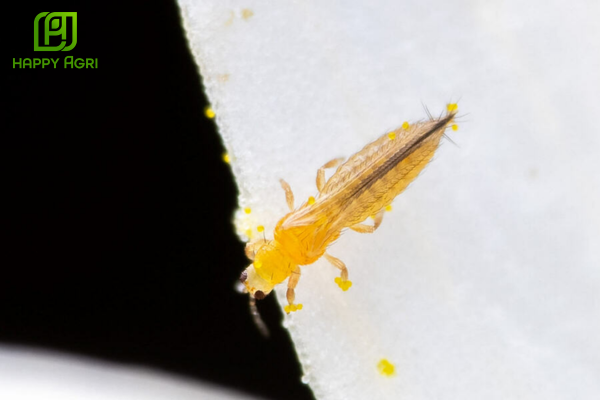 Nỗi lo bọ trĩ gây hại sầu riêng 