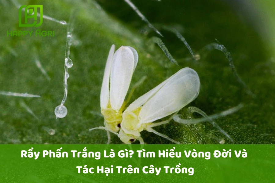 Rầy Phấn Trắng Là Gì? Tìm Hiểu Vòng Đời Và Tác Hại Trên Cây Trồng