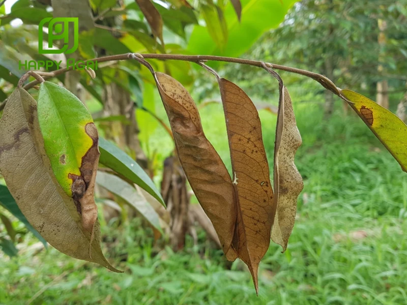 Bệnh khô cành trên cây xoài