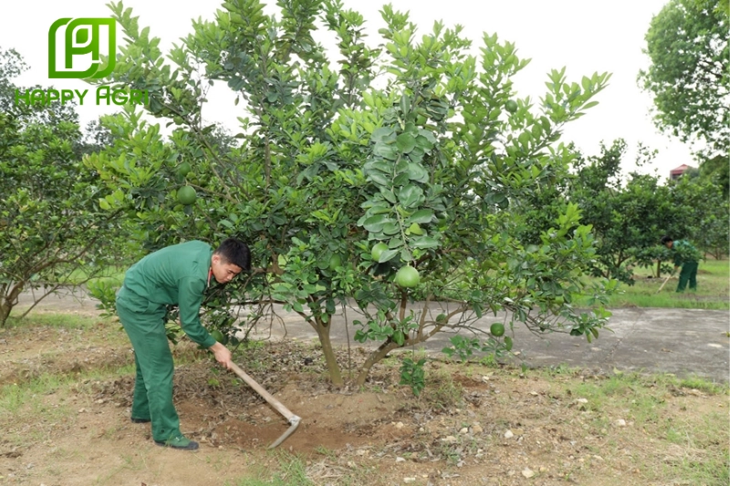 Quy trình vệ sinh vườn ăn trái giúp giảm thiểu cạnh tranh dinh dưỡng và nước giữa cây trồng và cỏ dại