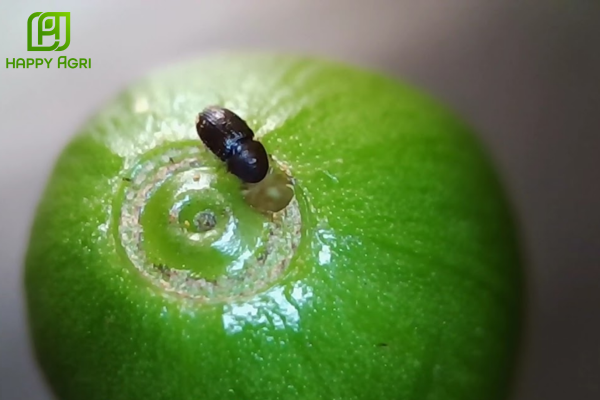 Đặc điểm nguy hiểm của sâu đục quả (mọt đục quả) cà phê