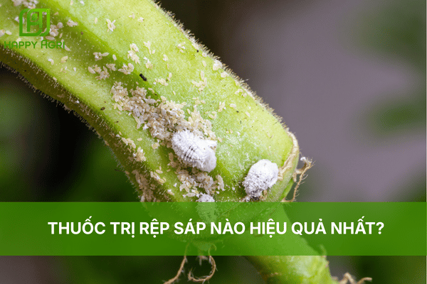 THUỐC TRỊ RỆP SÁP NÀO HIỆU QUẢ NHẤT?