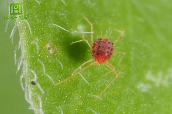 Câu hỏi thường gặp 