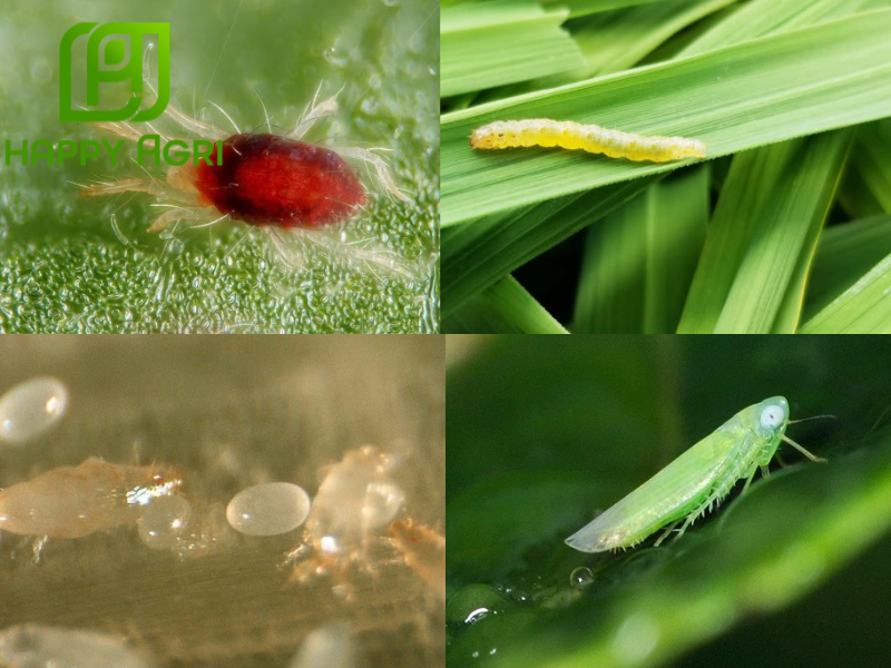 các loài sâu hại 