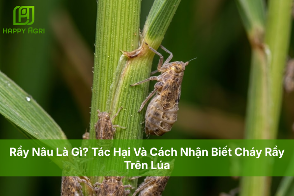 Rầy Nâu Là Gì? Tác Hại Và Cách Nhận Biết Cháy Rầy Trên Lúa